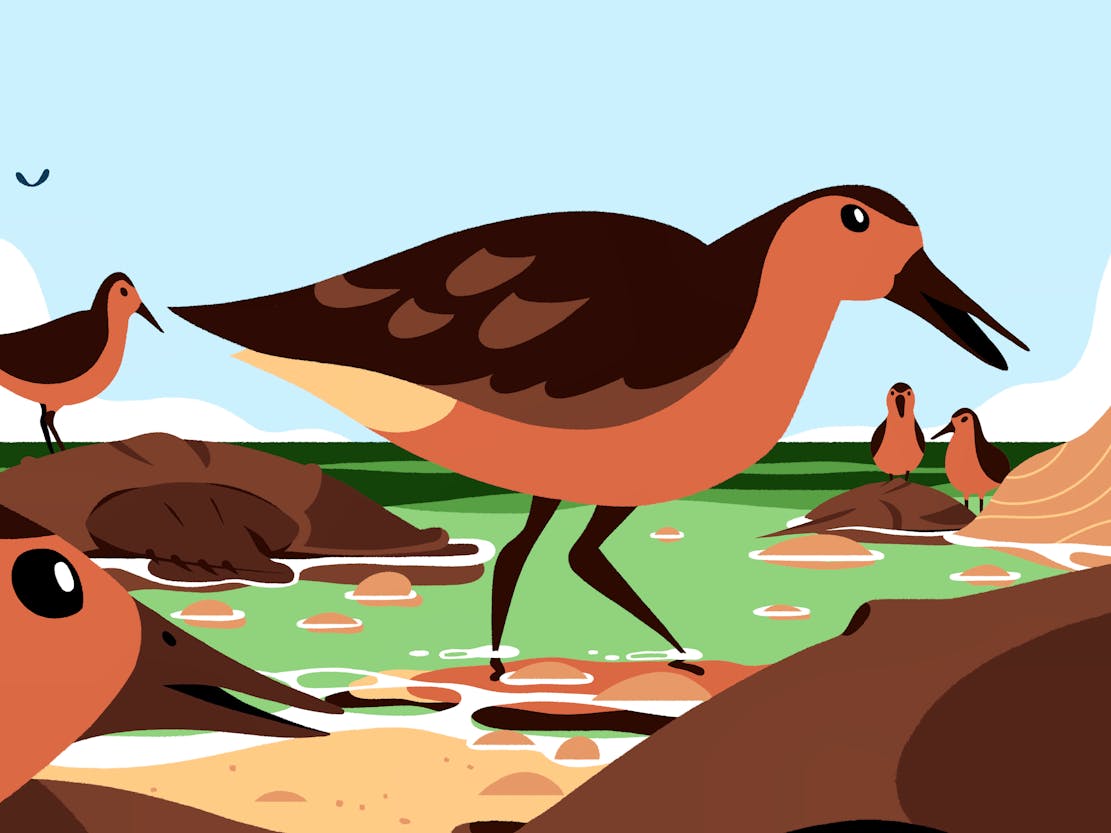 Vote4Wildlife2022-RedKnot